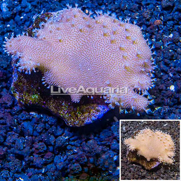 Devil's Hand Leather Coral Indonesia