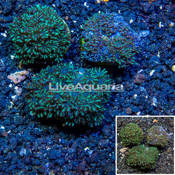 LiveAquaria® Three Pack Cultured Blue Sympodium Coral