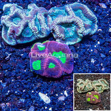 LiveAquaria® Three Pack Cultured Goniastrea Brain Coral 