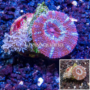 LiveAquaria® Two Pack Cultured Pom Pom Xenia and Acan Lord Coral