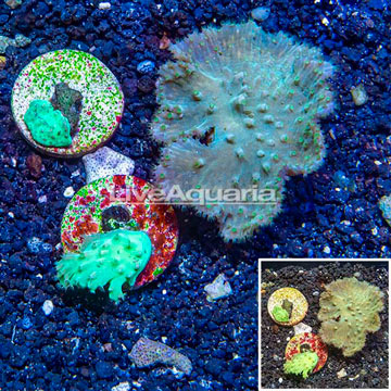 LiveAquaria® Three Pack Cultured Cabbage Leather Coral