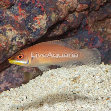 Scarlet Pin Stripe Wrasse