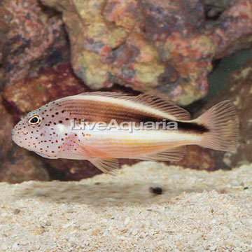 Freckled Hawkfish 