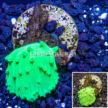 LiveAquaria® Cultured Cabbage Leather Coral 