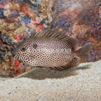 Brown Spotted Spinefoot