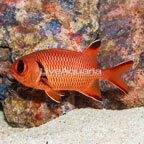 Big Eye Black Bar Soldierfish