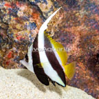 Bannerfish