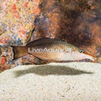 Green Bird Wrasse- Female