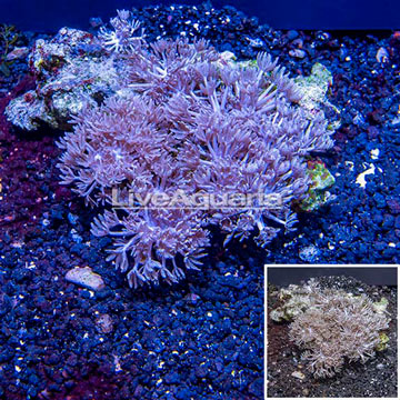 Xenia Coral Indonesia