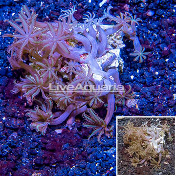 Waving Hand Coral Vietnam