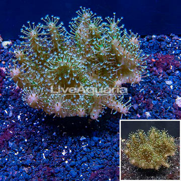 Devil's Hand Leather Coral Indonesia