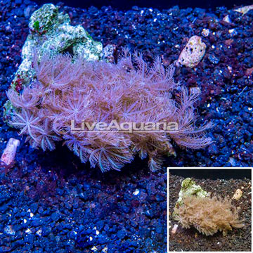 Waving Hand Coral Vietnam