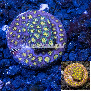 LiveAquaria® Orange Eye Leptastrea Coral