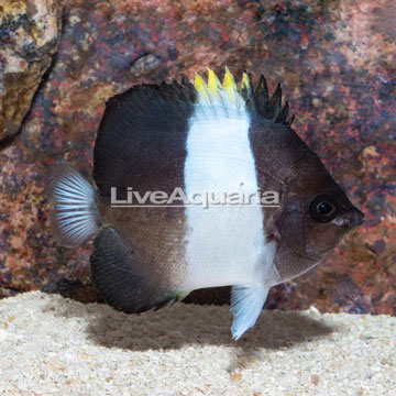 Black Zoster Butterflyfish