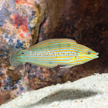 Melanurus Wrasse