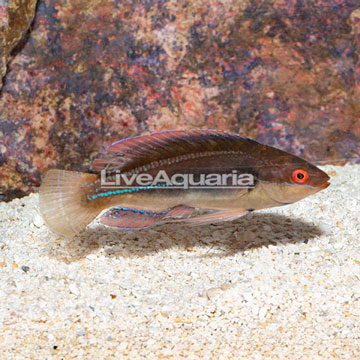 Threadfin Fairy Wrasse