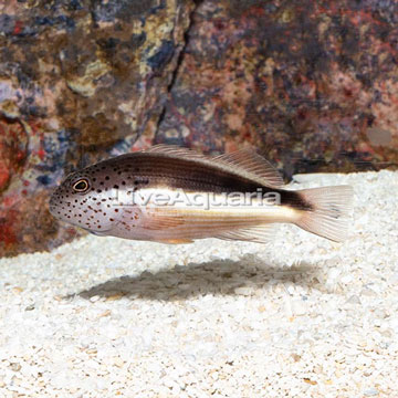 Freckled Hawkfish 