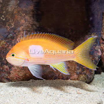 Squareback Anthias, Male