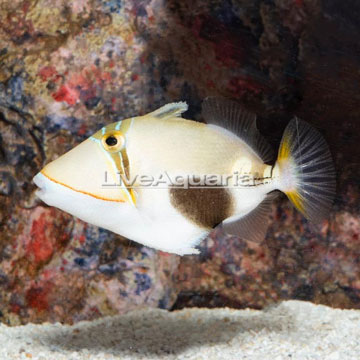 Bursa Triggerfish