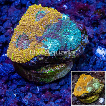 LiveAquaria® Cultured Ultra Acan Echinata Coral