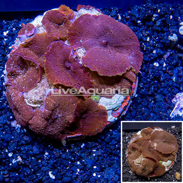 Mushroom Coral Indonesia