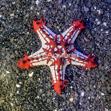 Red Knob Sea Star