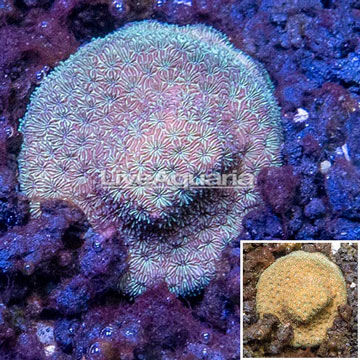 LiveAquaria® Cultured Orange/Gold Psammocora Coral