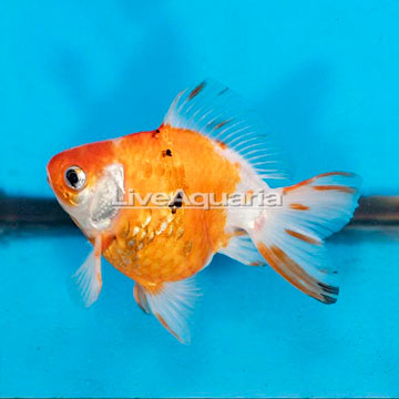 Oranda Ryukin Goldfish