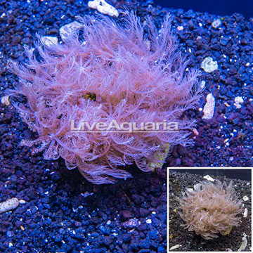 Waving Hand Coral Indonesia