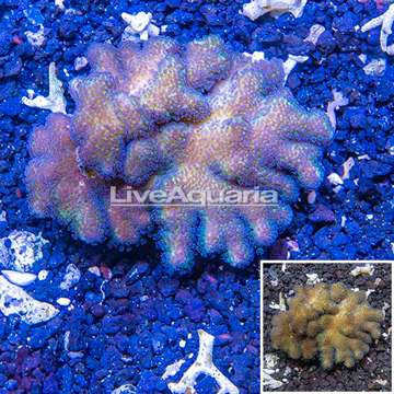 LiveAquaria® Cultured Stylophora Coral 