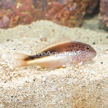 Freckled Hawkfish
