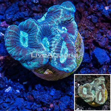 LiveAquaria® Cultured Goniastrea Brain Coral 