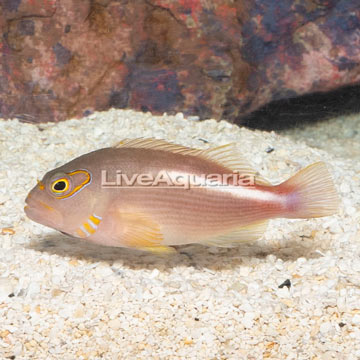 Arc-eye Hawkfish 