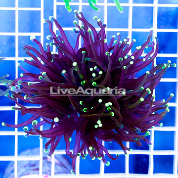 USA Cultured Torch Coral