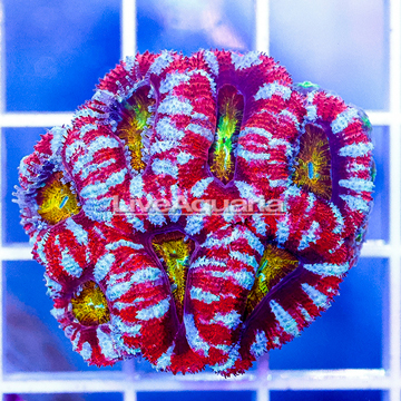 USA Cultured Ultra Acan Lord Coral