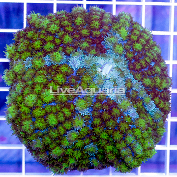 Bounce Mushroom Coral