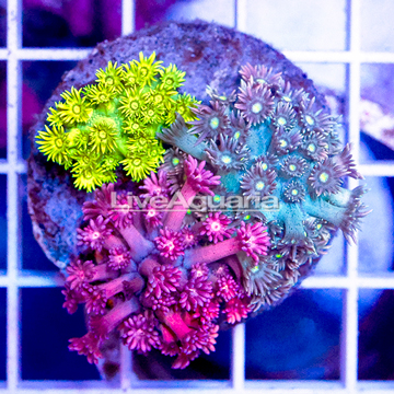 Combo Goniopora Coral Indonesia