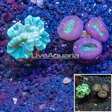 LiveAquaria® Two Pack Cultured Caulastrea Coral