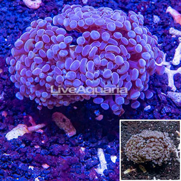 LiveAquaria® Cultured Hammer Coral
