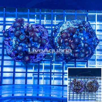 Two Pack Zoanthus Coral Indonesia