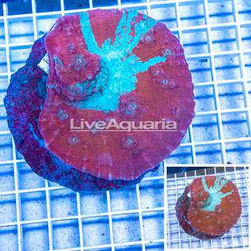 Ultra Chalice Coral Indonesia