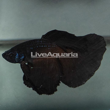Black Orchid Betta, Male