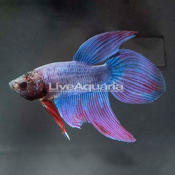 Blue Marble Halfmoon Plakat Betta, Male