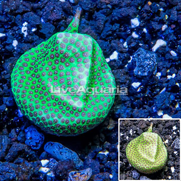 USA Cultured Jolly Green Giant Porites Frag