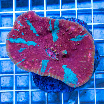 Ultra Chalice Coral Indonesia