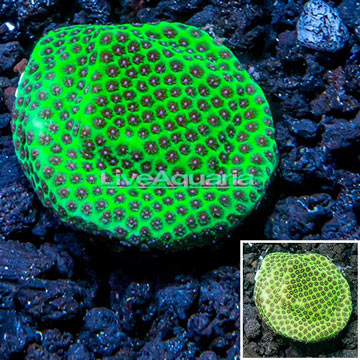 USA Cultured Jolly Green Giant Porites Frag