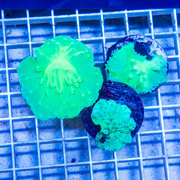 LiveAquaria® Three Pack Cultured Green Cabbage Leather Coral