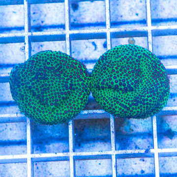 LiveAquaria® Two Pack Cultured Screamin Demon Porites Coral