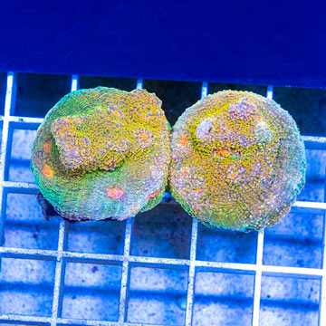 LiveAquaria® Two Pack Cultured Ultra Chalice Coral