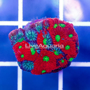 USA Cultured War Coral